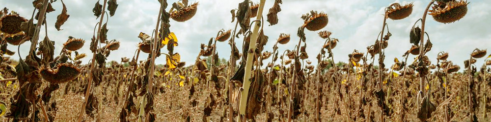 Les conséquences du stress hydrique agricole