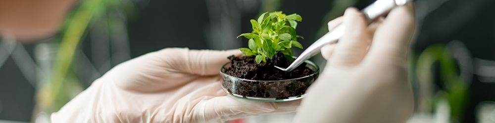 Recherche variétale dans l'agriculture