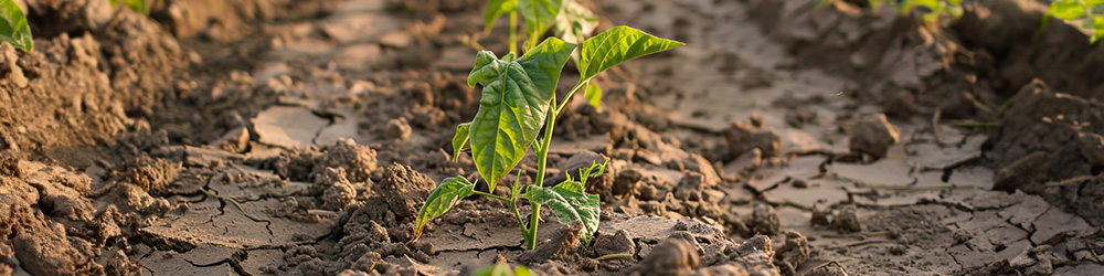 Agriculture et stress hydrique: tour d’horizon des régions du monde impactées