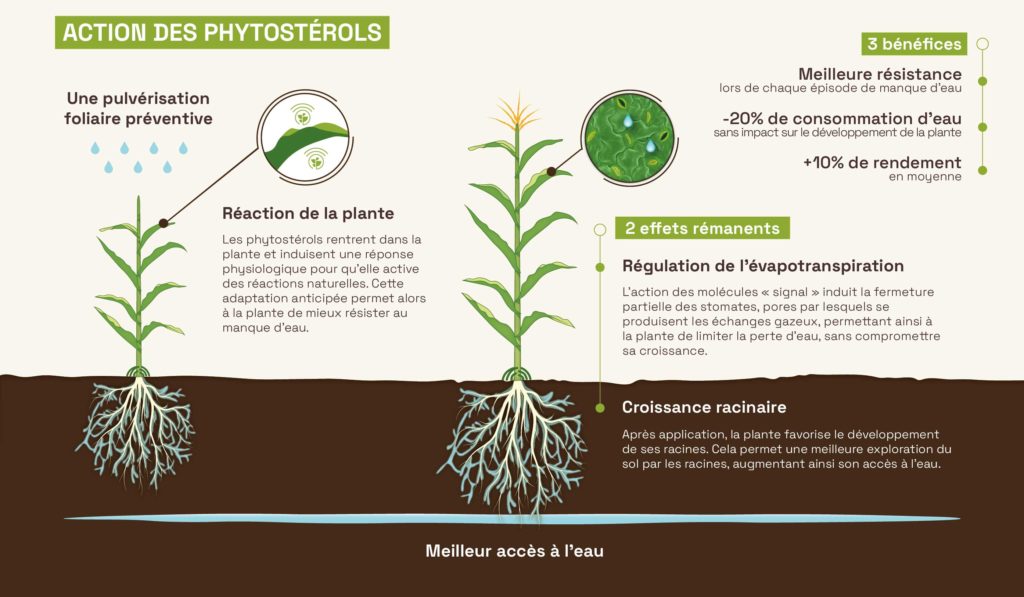 Mode d'action des phytost&eacute;rols
