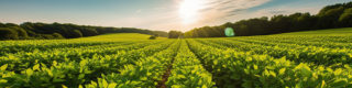 Les causes du stress hydrique en agriculture