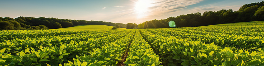 Les causes du stress hydrique en agriculture