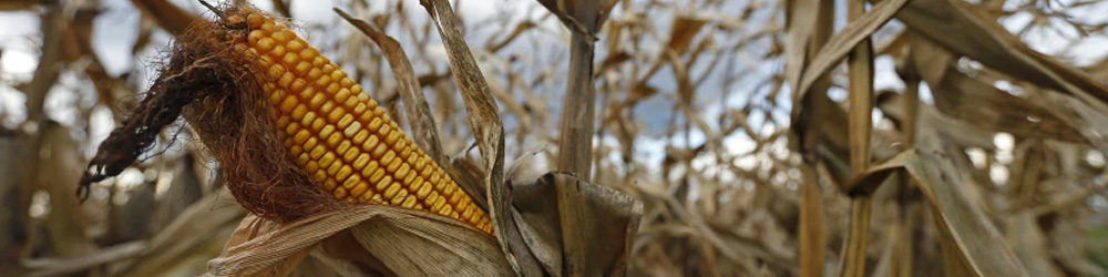 Les conséquences du stress hydrique en agriculture