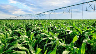 Lutter contre le stress hydrique agricole
