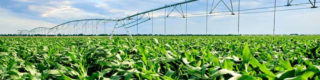Lutter contre le stress hydrique en agriculture
