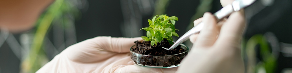 Perspectives d'avenir contre le stress hydrique agricole