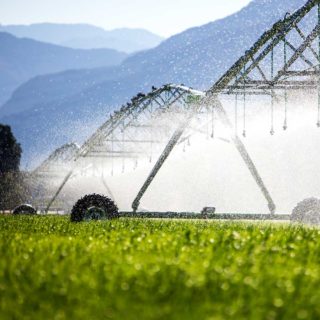 Water Use- Efficiency contre stress hydrique