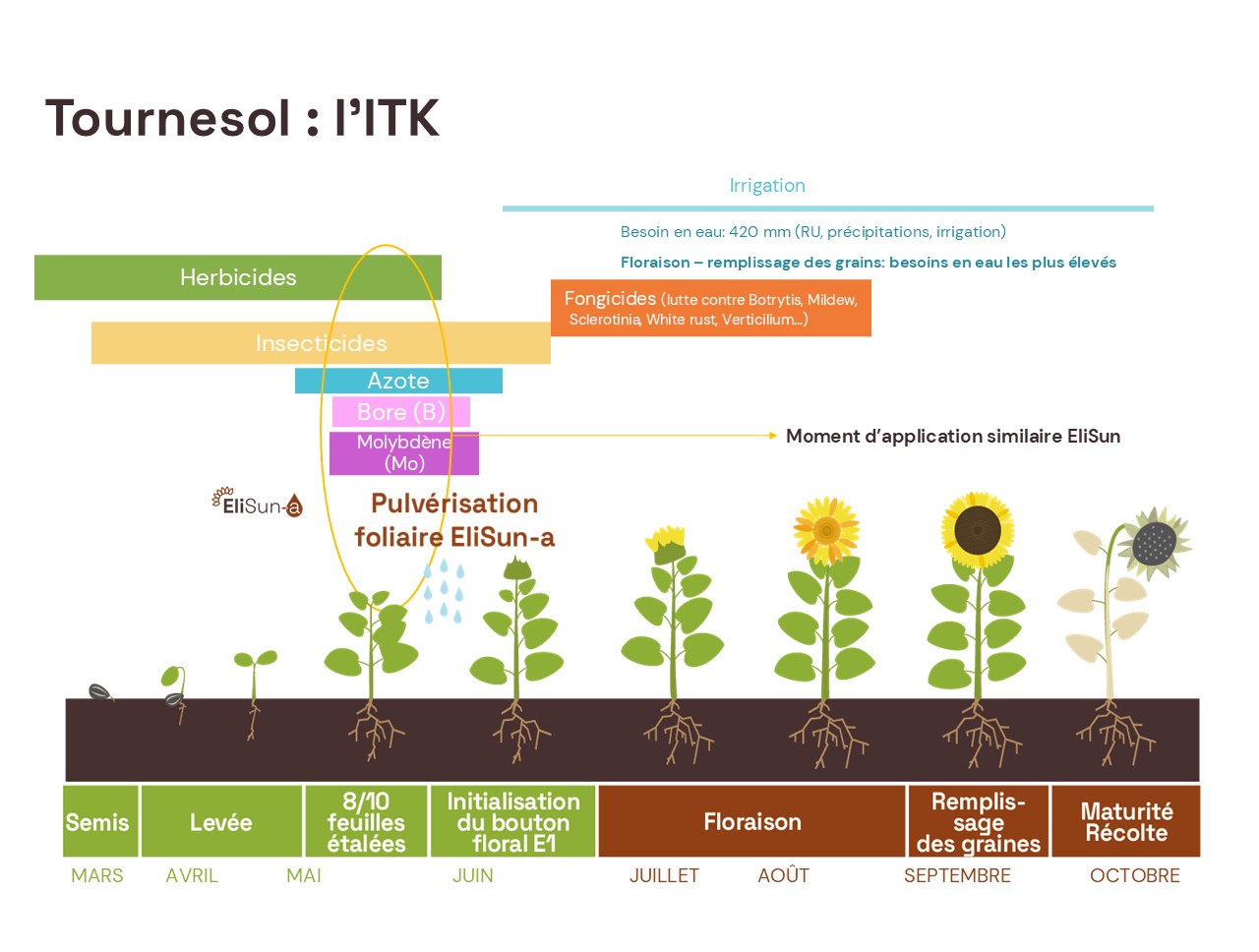 ITK Tournesol