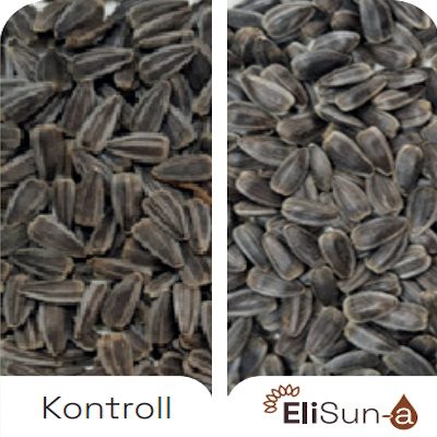 Benefits-EliSun-a-Higher-Number-of-Fertilized-Flowers