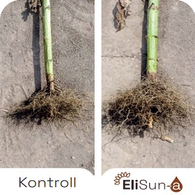 Benefits-EliSun-a-Increased-Root-Mass