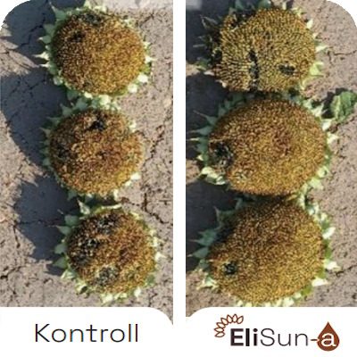 Benefits-EliSun-a-Larger-Head-Size