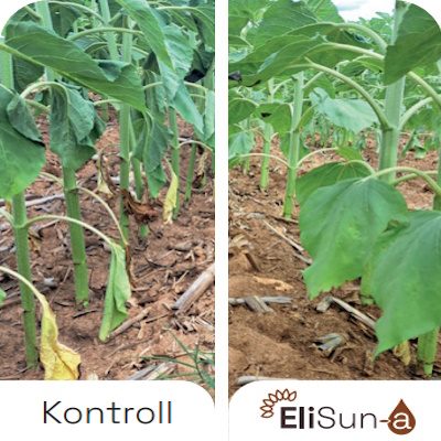 Benefits-EliSun-a-Less-Wilting-and-Reduce-Leaf-Yellowing