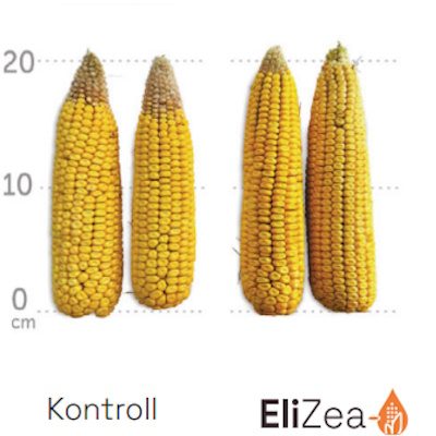 Benefits-EliZea-Grain