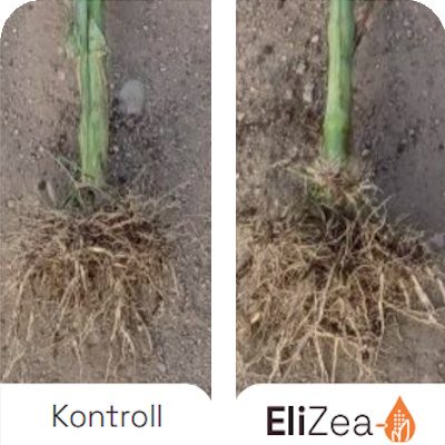 Benefits-EliZea-Root-Mass