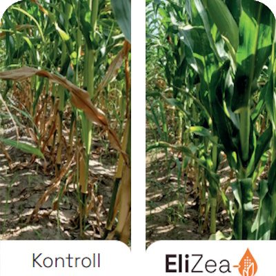 Benefits-EliZea-Stay-Green