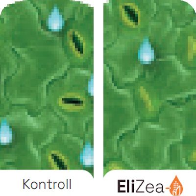 Benefits-EliZea-Stomata