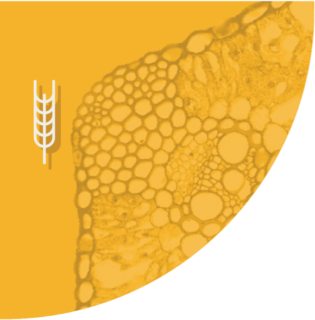 EliGrain A