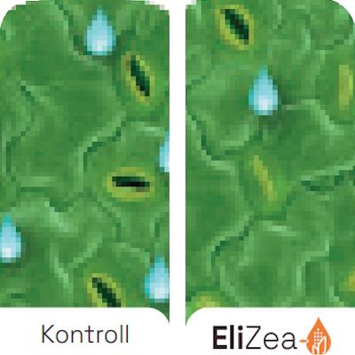 Benefits-EliZea-Stomata