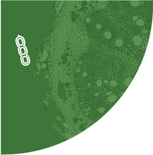 Soia-icon