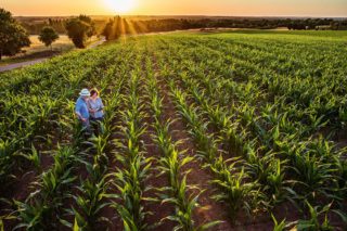 Rolnicy uprawiający kukurydzę