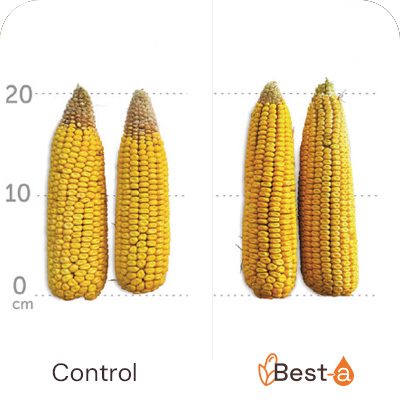 Benefits-Best-a-Grain