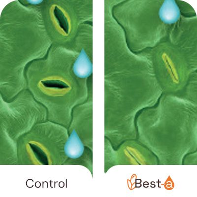 Benefits-Best-a-Stomata