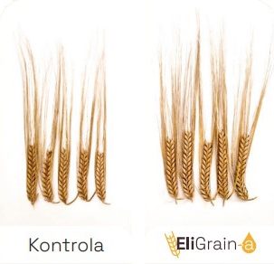 Avantages-EliGrain-a-Improved-spike-fertility