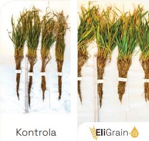 Avantages-EliGrain-a-Root-and-foliar-stimulation