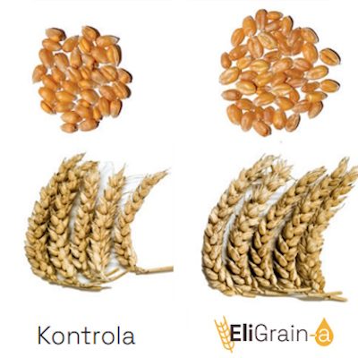 Advantages-EliGrain-a-Pszenica-Increased-ear-fertility-and-thousand-grain-weight