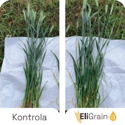 Advantages-EliGrain-a-Pszenica-Stimulation-of-photosynthetic-activity