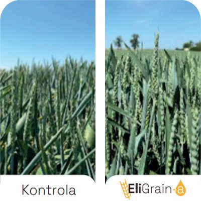 Avantages-EliGrain-a-Pszenica-Reduced-leaf-rolling