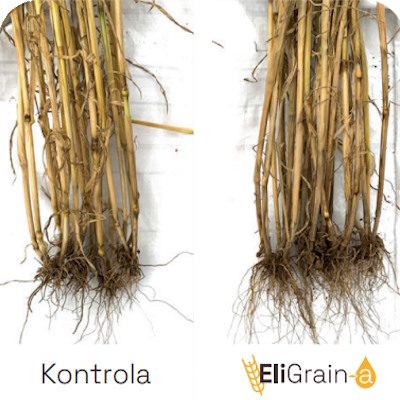 Avantages-EliGrain-a: Pszenica-Root-stimulation-at-the-stem-elongation-stage