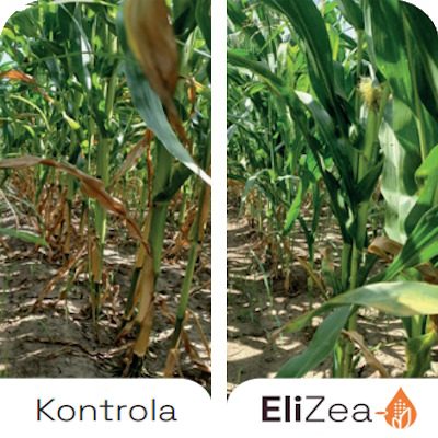 Benefits-EliZea-Stay-Green