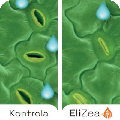 Benefits-EliZea-Stomata