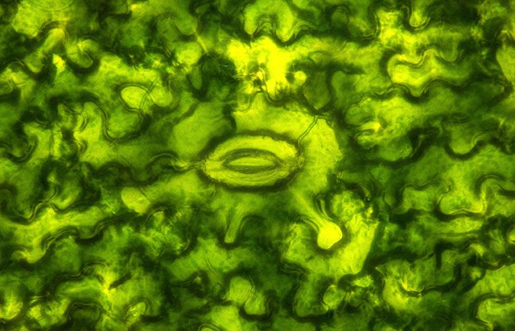 Phytosterols Image