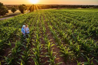 Cercetători în domeniul agriculturii pe un câmp de porumb