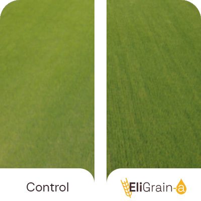 Avantages-EliGrain-a-Enhanced-resistance-to-water-stress