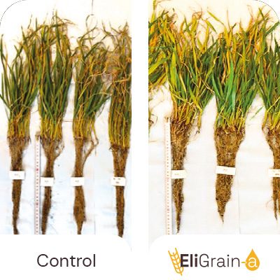 Avantages-EliGrain-a-Root-and-foliar-stimulation