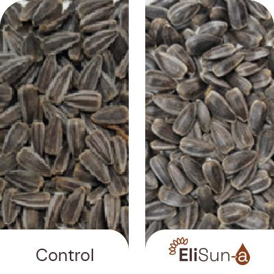 Benefits-EliSun-a-Higher-Number-of-Fertilized-Flowers