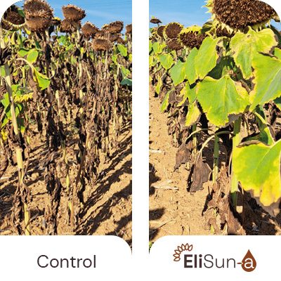 Benefits-EliSun-a-Stay-Green-Effect