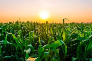 Polje kukuruza izloženo visokim temperaturama