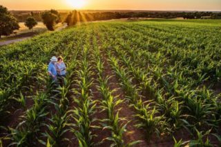 Dva agronomska naučnika na polju kukuruza