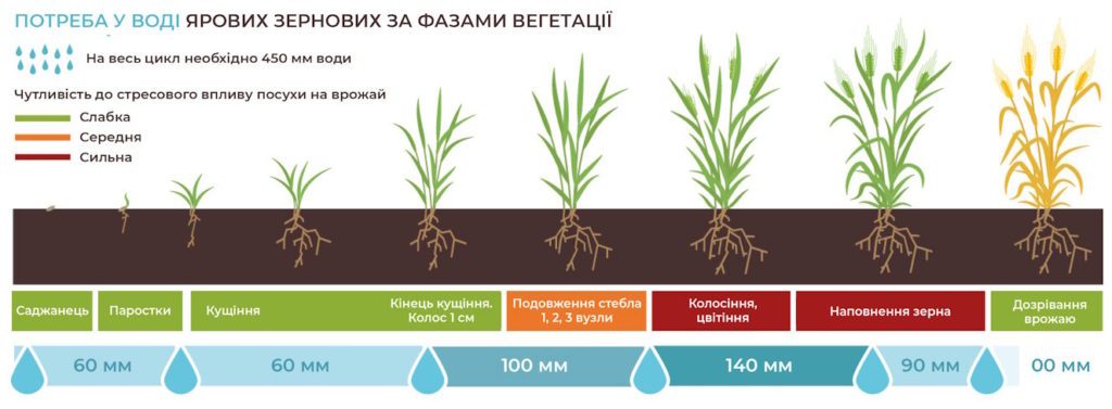 Потреба у воді солом'яних зернових за фазами вегетації