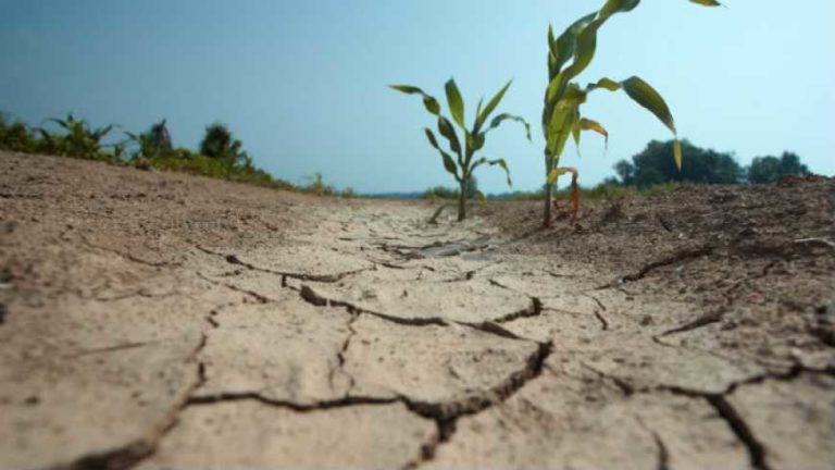 Компанія Elicit Plant безкоштовно надала фермерам 20 тис. л препаратів для боротьби з посухою