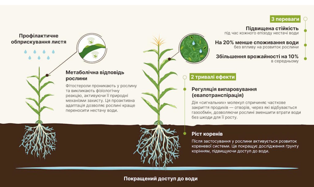 Сила фітостеролів