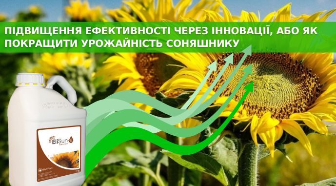 Improving Sunflower Yield