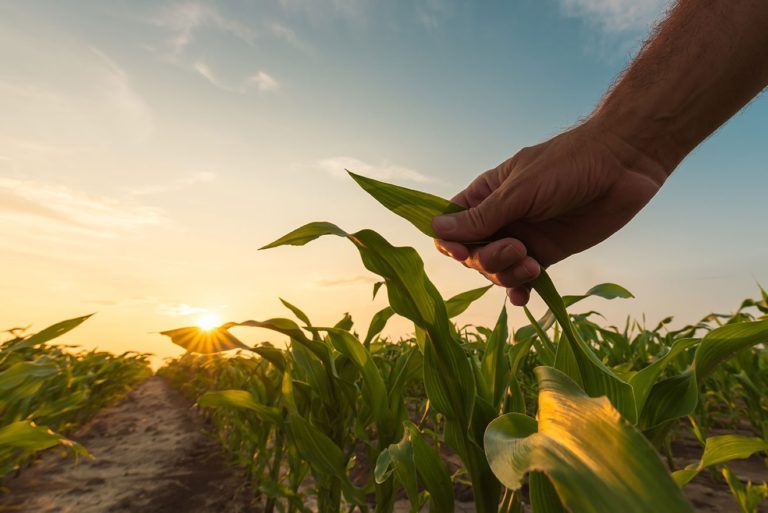Best-a EliZea Corn Protection