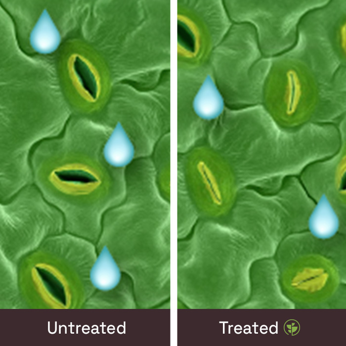Evapotranspiration regulation