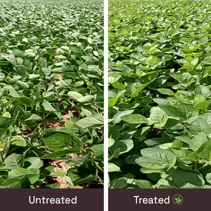 Foliar increase