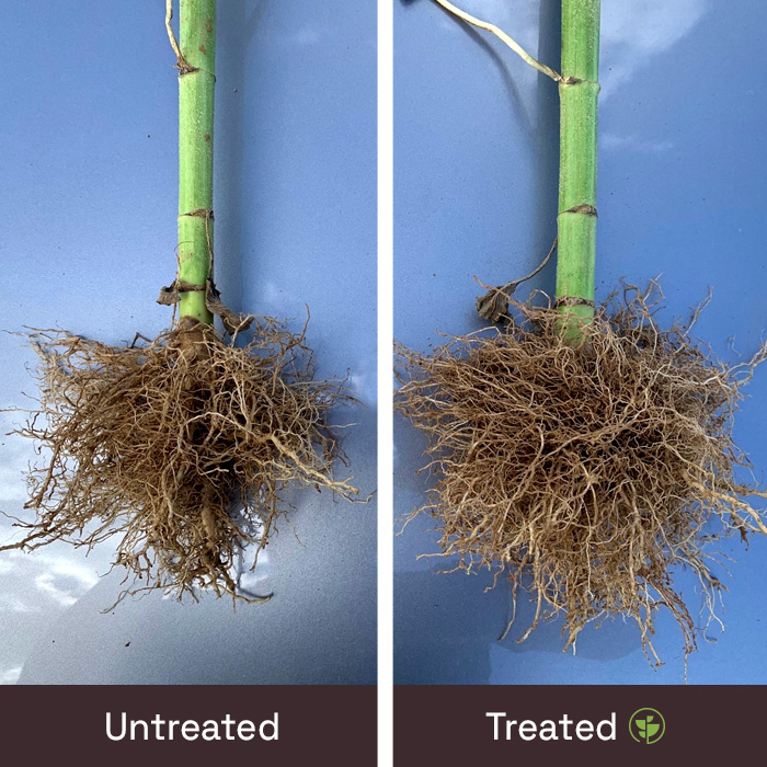 Root growth